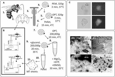 Honeybee Brain Oscillations Are Generated by Microtubules. The Concept of a Brain Central Oscillator